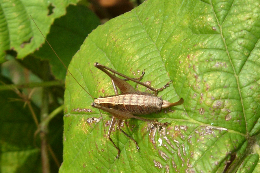 Pholidoptera griseoaptera e Yersinella raymondi